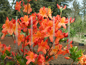 Picture of Rhododendron (subgenus Azalea) 'Arneson Gem'