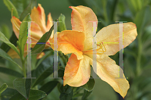 Picture of Rhododendron (subgenus Azalea) 'Golden Solitaire'