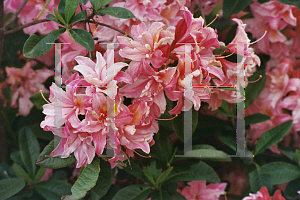 Picture of Rhododendron (subgenus Azalea) 'Maggie Brown'