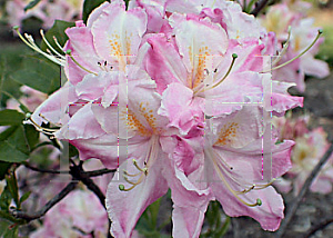 Picture of Rhododendron (subgenus Azalea) 'Tri Lights'