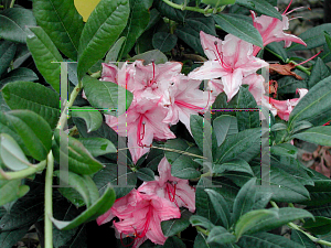 Picture of Rhododendron (subgenus Azalea) 'Weston's Sparkler'