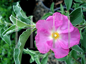 Picture of Cistus x argenteus 'Blushing Peggy Sammons'