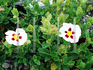 Picture of Cistus  'Snow Fire'