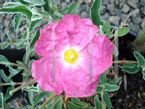 Picture of Cistus  'Victor Reiter'