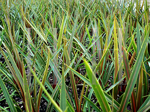 Picture of Cordyline australis 'Sundance'