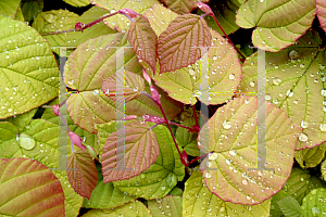 Picture of Corylopsis spicata 'Aurea'