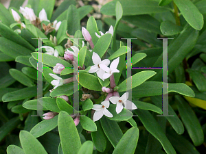 Picture of Daphne x transatlantica 'Blafra (Eternal Fragrance)'