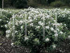 Picture of Daphne x transatlantica 'Summer Ice'