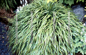 Picture of Hakonechloa macra 'Albo Strata'