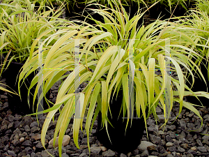 Picture of Hakonechloa macra 'All Gold'