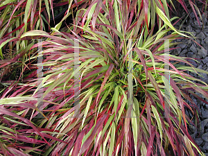 Picture of Hakonechloa macra 'Beni-Kaze'