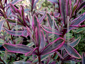 Picture of Hebe  'Purple Shamrock'