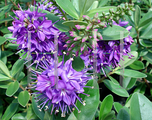 Picture of Hebe x franciscana 'Lobelioides'