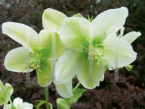 Picture of Helleborus x nigercors 'Green Heron'