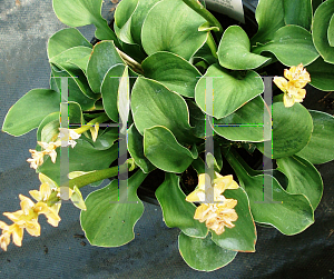 Picture of Hosta  'Blue Mouse Ears'