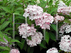 Picture of Hydrangea serrata 'Little Geisha'