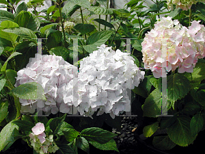 Picture of Hydrangea macrophylla 'Penny Mac'