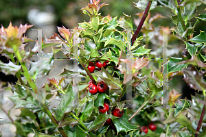 Picture of Ilex x 'Rutzan (Red Beauty)'