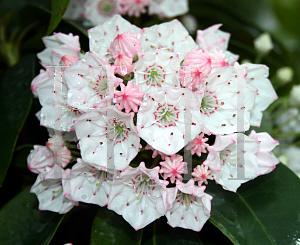 Picture of Kalmia latifolia 'Big Boy'