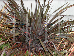 Picture of Phormium  'Platt's Black'