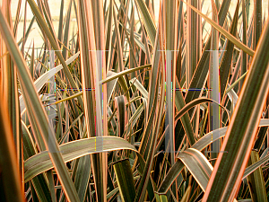 Picture of Phormium  'Golden Ray'