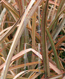 Picture of Phormium  'Jack Spratt'