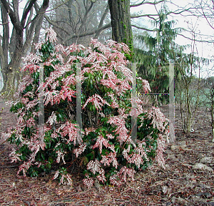 Picture of Pieris japonica 'Dorothy Wycoff'
