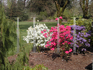 Picture of Rhododendron (subgenus Rhododendron) 'April Snow'