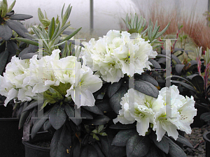 Picture of Rhododendron (subgenus Rhododendron) 'Big Deal'