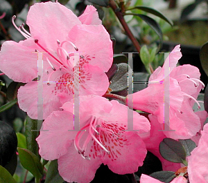 Picture of Rhododendron (subgenus Rhododendron) 'Bubblegum'
