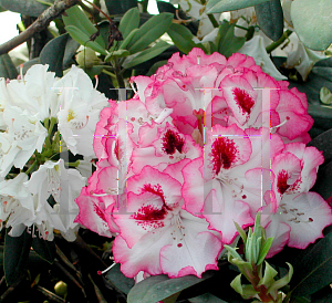 Picture of Rhododendron (subgenus Rhododendron) 'Cherry Cheesecake'