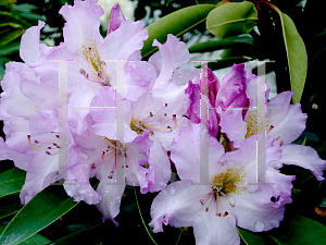 Picture of Rhododendron x 'Cocheco Lavender Lady'