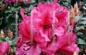 Picture of Rhododendron x 'Ebony Pearl'