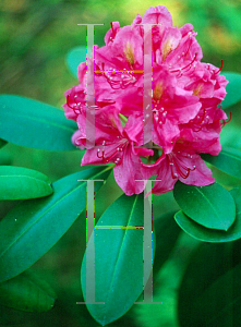 Picture of Rhododendron x 'Eino'