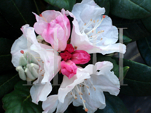 Picture of Rhododendron x 'Kodiak'
