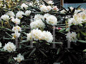 Picture of Rhododendron x 'Kullervo'