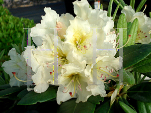 Picture of Rhododendron x 'New Century'