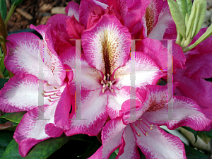 Picture of Rhododendron x 'Pomegranate Splash'