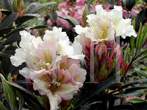 Picture of Rhododendron x 'Victoria's Consort'