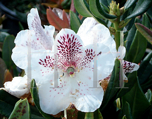 Picture of Rhododendron aberconwayi 