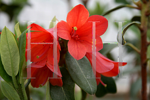 Picture of Rhododendron cinnabarinum 