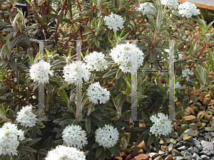 Picture of Rhododendron diversipilosum 'Milky Way'