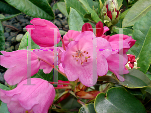 Picture of Rhododendron orbiculare ssp. orbiculare 