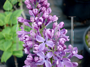 Picture of Syringa x 'Arch McKean'