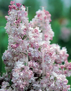 Picture of Syringa x 'Atheline Wilbur'