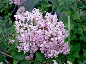 Picture of Syringa josikaea 'Bellicent'