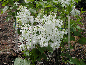 Picture of Syringa x 'Betsy Ross'
