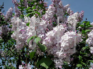 Picture of Syringa x 'Clarks Giant'