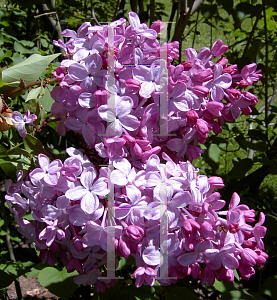 Picture of Syringa x 'Ester Staley'