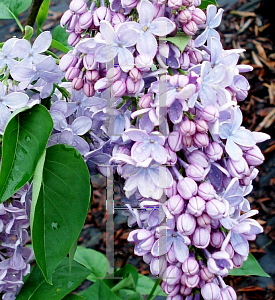 Picture of Syringa x 'Firmament'